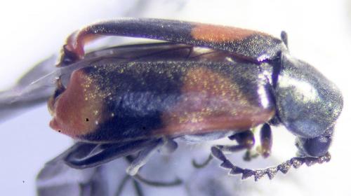 Réf. 225 910 : Anthocomus equestris